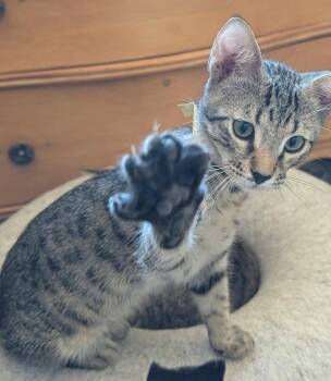 Explorer -  Domestic Short Hair Cat for Adoption in Phoenix, Arizona - Explorer | PetCurious