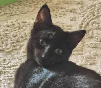 Harvey -  Domestic Short Hair Cat for Adoption in Euclid, Ohio - Harvey | PetCurious