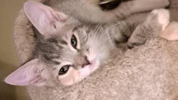 Darjeeling -  Tabby and Domestic Short Hair Cat for Adoption in Powder Springs, Georgia - Darjeeling | PetCurious