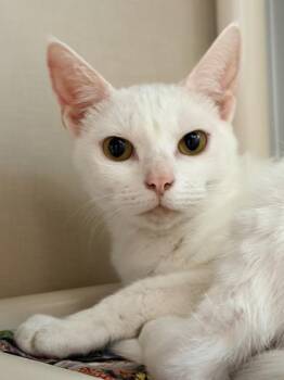 Domestic Short Hair Cats Available for Adoption - Millie | PetCurious