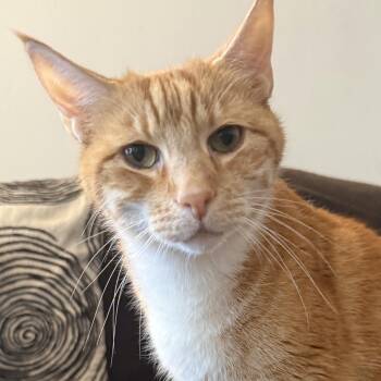Orion -  Domestic Short Hair Cat Available for Adoption in San Diego, California - Orion | PetCurious