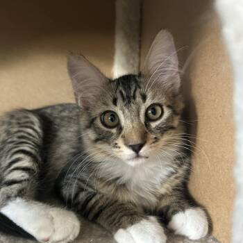 Loki -  Domestic Short Hair Cat for Adoption in Chandler, Arizona - Loki | PetCurious
