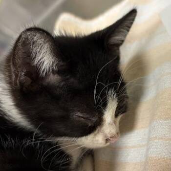 Elvis -  Domestic Short Hair Cat for Adoption in Asheville, North Carolina - Elvis | PetCurious