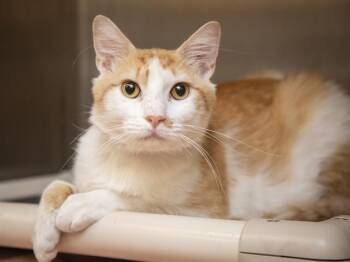 MANGO -  Domestic Short Hair Cat for Adoption in Phoenix, Arizona - MANGO | PetCurious