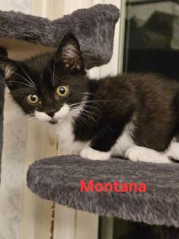 Domestic Short Hair Cats Available for Adoption in St. Cloud, Florida - Montana | PetCurious