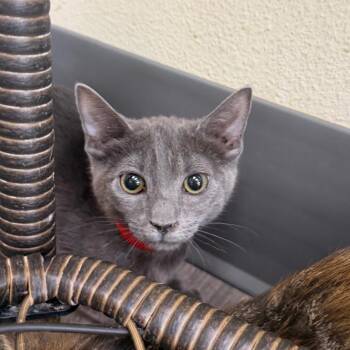 Timothy -  Domestic Short Hair Cat for Adoption in Las Vegas, Nevada - Timothy | PetCurious