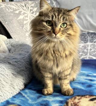 Domestic Long Hair Cats Available for Adoption - Rainbow Trout (Bonded With Guppy) | PetCurious