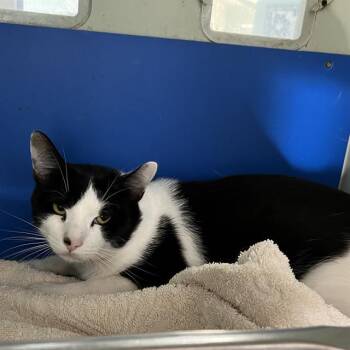 WOODY -  Domestic Short Hair Cat for Adoption in Methuen, Massachusetts - WOODY | PetCurious