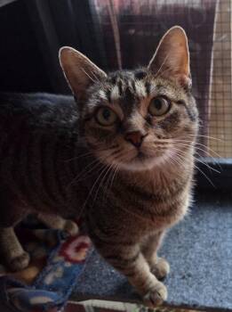 Domestic Short Hair Cats Available for Adoption - Willow | PetCurious