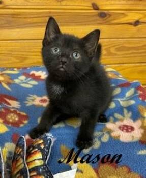 Domestic Short Hair Cats Available for Adoption in Southern Pines, North Carolina - Mason | PetCurious