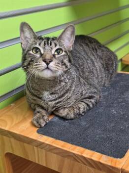 PAIGE -  Domestic Short Hair Cat for Adoption in St. Peters, Missouri - PAIGE | PetCurious