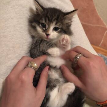Domestic Long Hair Cats Available for Adoption in Madison, Wisconsin - Shakira | PetCurious