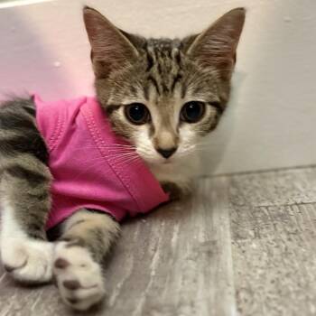London -  Domestic Short Hair Cat for Adoption in Jupiter, Florida - London | PetCurious