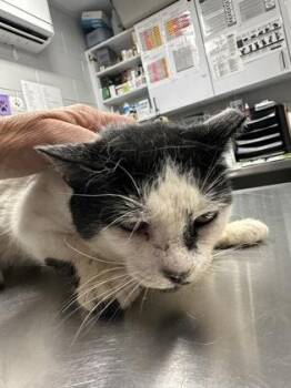 Klondike -  Domestic Short Hair Cat for Adoption in West Chester, Pennsylvania - Klondike | PetCurious