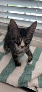 Elmo -  Domestic Short Hair Cat for Adoption in Venice, Florida - Elmo | PetCurious