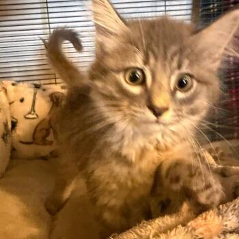 Busch -  Domestic Medium Hair Cat Available for Adoption in Hanna City, Illinois - Busch | PetCurious