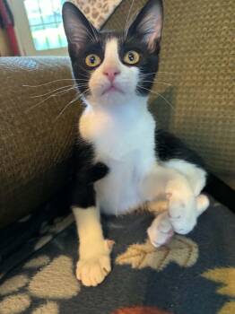 Ronny -  Tuxedo Cat for Adoption in Mobile, Alabama - Ronny | PetCurious