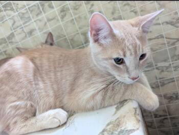 Rescue Tabby Cats for Adoption in Hamilton, Ontario - Logan | PetCurious