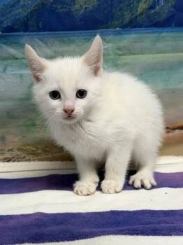 Stinky Pete -  Domestic Short Hair Cat for Adoption in San Antonio, Texas - Stinky Pete | PetCurious