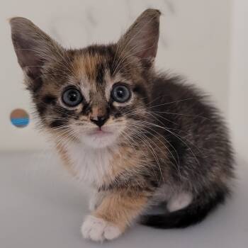 Rescue Domestic Short Hair Cats for Adoption in Columbus, Georgia - Funsies | PetCurious