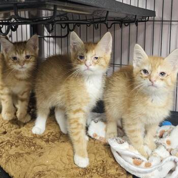 Cheddar Bay -  Domestic Short Hair Cat for Adoption in Binghamton, New York - Cheddar Bay | PetCurious
