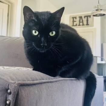 Huey -  Domestic Short Hair and Mixed Breed Cat for Adoption in Lewisville, Texas - Huey | PetCurious