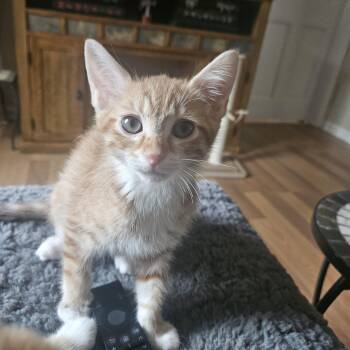 Timmy -  Domestic Short Hair Cat for Adoption in New Berlin, Wisconsin - Timmy | PetCurious