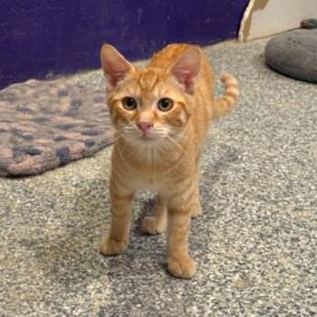 Freddy -  Tabby and Domestic Short Hair Cat for Adoption in Antioch, California - Freddy | PetCurious