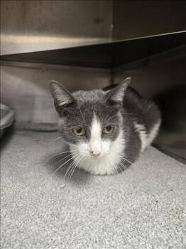 SANDY -  Domestic Short Hair Cat for Adoption in Conroe, Texas - SANDY | PetCurious