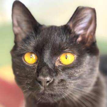 Domestic Short Hair Cats Available for Adoption - Holly | PetCurious