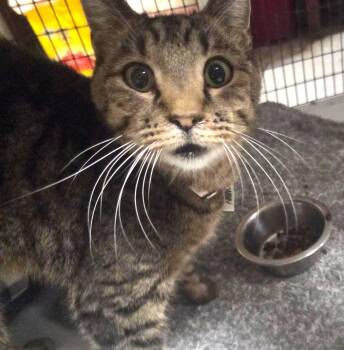 Tommy -  Tabby and Domestic Short Hair Cat for Adoption in Las Cruces, New Mexico - Tommy | PetCurious