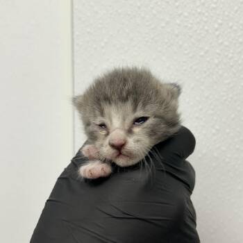 Wallaby Way -  Domestic Medium Hair Cat for Adoption in Abilene, Texas - Wallaby Way | PetCurious