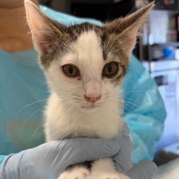 Maury -  Domestic Short Hair Cat for Adoption in Nashville, Tennessee - Maury | PetCurious