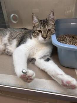 Fletcher -  Domestic Short Hair Cat for Adoption in Bellevue, Washington - Fletcher | PetCurious