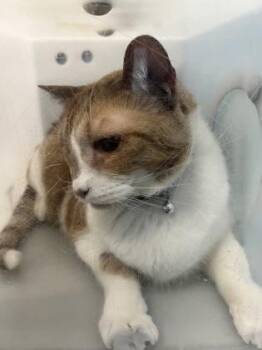 Marjorie -  Domestic Short Hair Cat for Adoption in Daytona Beach, Florida - Marjorie | PetCurious
