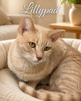 Lillypad -  Domestic Short Hair Cat for Adoption in Chicago, Illinois - Lillypad | PetCurious