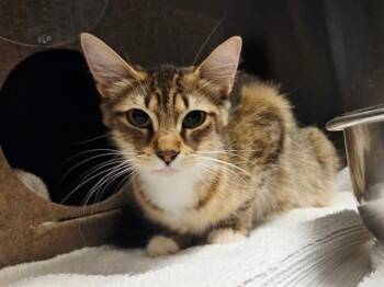 VIOLET -  Domestic Short Hair Cat for Adoption in Martinez, California - VIOLET | PetCurious