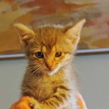 Rescue Domestic Short Hair Cats for Adoption in Marion, Virginia - Sylvie | PetCurious