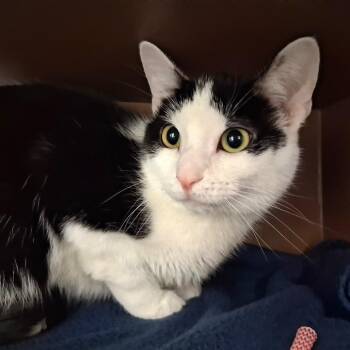 Sapphire -  Domestic Short Hair Cat for Adoption in Middlebury, Vermont - Sapphire | PetCurious