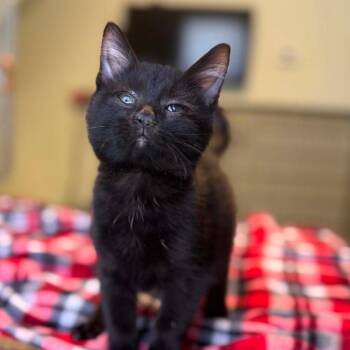 ApriCat -  Domestic Short Hair Cat for Adoption in Jasper, Indiana - ApriCat | PetCurious
