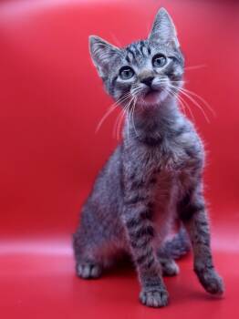 Rescue Domestic Short Hair Cats for Adoption in Los Angeles, California - Turkey | PetCurious