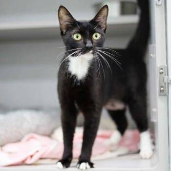 Sheba -  Domestic Short Hair Cat for Adoption in Atlanta, Georgia - Sheba | PetCurious