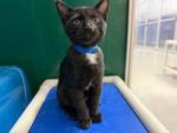 Rescue Domestic Short Hair Cats for Adoption in Powell, Ohio - Tony | PetCurious