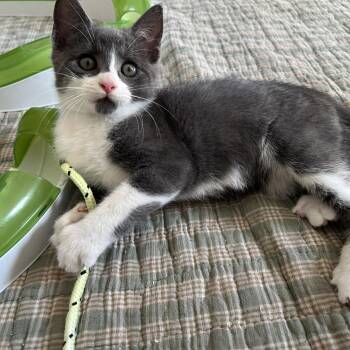 Rescue Domestic Medium Hair Cats for Adoption in New Bern, North Carolina - Frosty | PetCurious