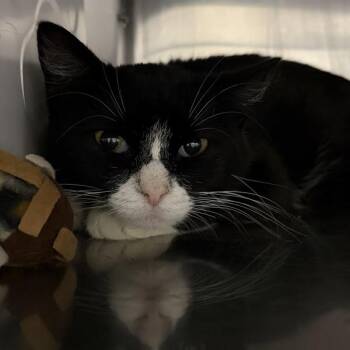 Beth -  Domestic Short Hair Cat for Adoption in Des Moines, Iowa - Beth | PetCurious