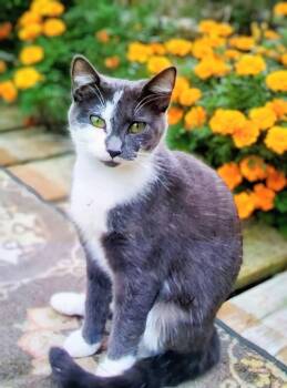 Edith & Violet - 911 -  Domestic Short Hair Cat for Adoption in Maryville, Tennessee - Edith & Violet - 911 | PetCurious