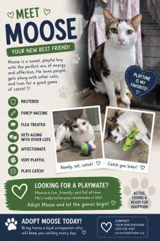 Moose -  Domestic Short Hair Cat for Adoption in Thousand Oaks, California - Moose | PetCurious