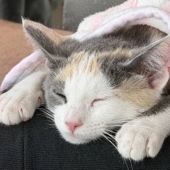Bellamy Silverman -  Domestic Short Hair Cat for Adoption in Eagle Mountain, Utah - Bellamy Silverman | PetCurious