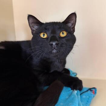 Domestic Short Hair Cats Available for Adoption in Dekalb, Illinois - Rigelus | PetCurious