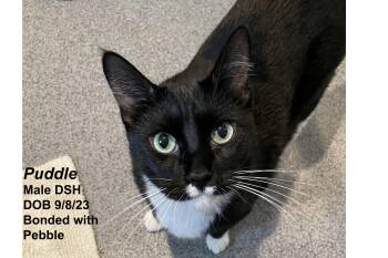 Puddle -  Domestic Short Hair Cat for Adoption in Lincoln, Nebraska - Puddle | PetCurious